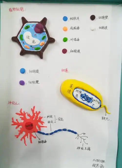 广信区第七中学第三届学科特色展示月暨生物组生物模型制作比赛