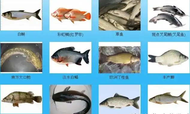 常见淡水鱼名称对照