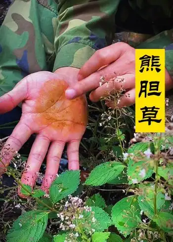 熊胆草溪黄草