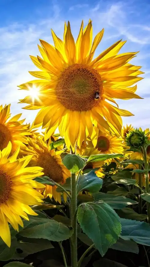 清新迷人养眼的向日葵风景