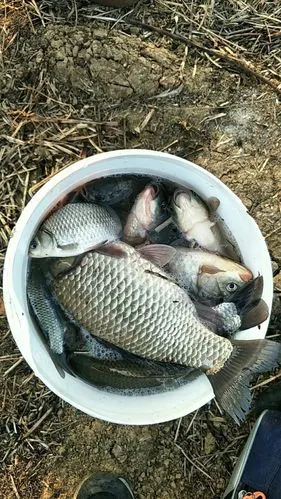 发发一个渔获图片