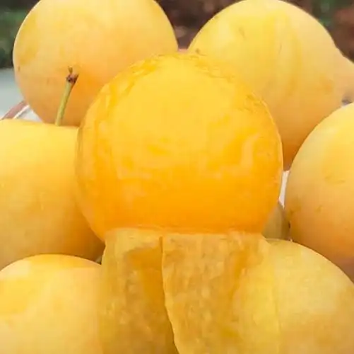 大悟玉皇李和普通李子区别