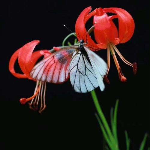 山丹丹花野百合耐寒细叶百合花根花山丹丹花百合花今年不开花