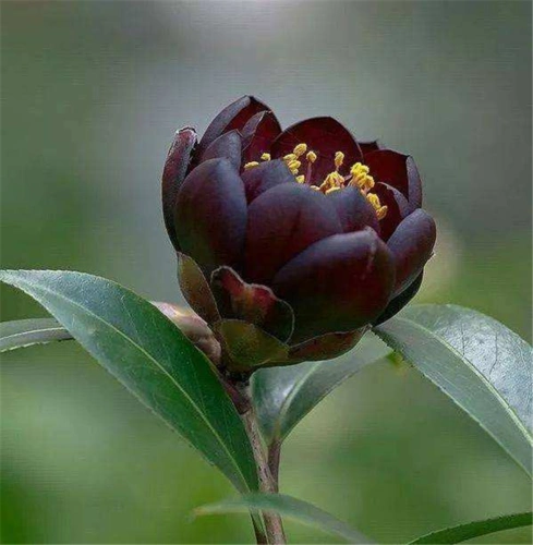 黑骑士山茶花盆栽名贵黑红红色嫁接树苗花卉黑色时令草本花卉