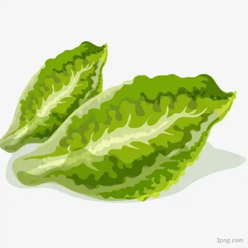 新鲜青菜矢量插画png素材透明免抠图片漂浮元素