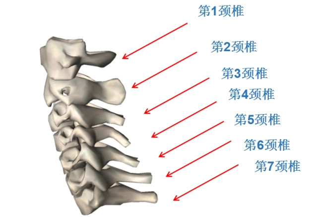 低头族颈椎保健实用指南附颈椎保健操快来跟着练