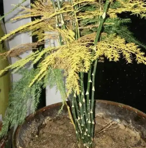 夏天用白糖水淘米水浇文竹?快住手,否则浇一盆,死一盆_进行_修剪_植株