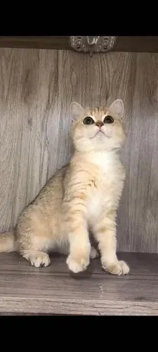 英短金渐层ny25弟弟2500