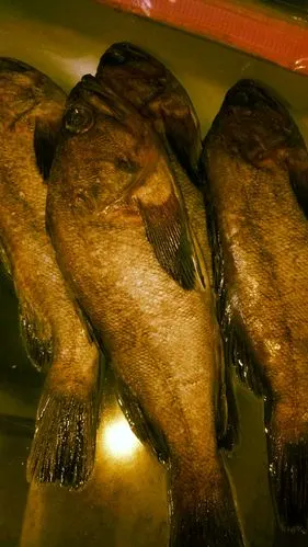 海黑鱼!口感霸道