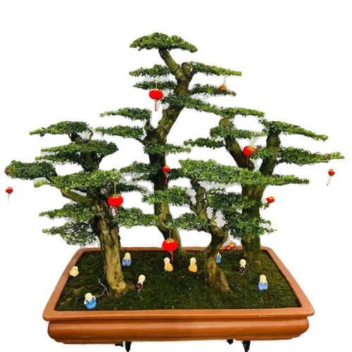 罗汉松名贵大树盆景老桩盆栽造型树室内室外好养,一物一拍-阿里巴巴