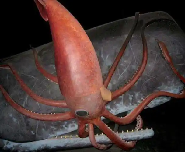 世界上最大的鱿鱼大王酸浆鱿长达20米以上血液是蓝色