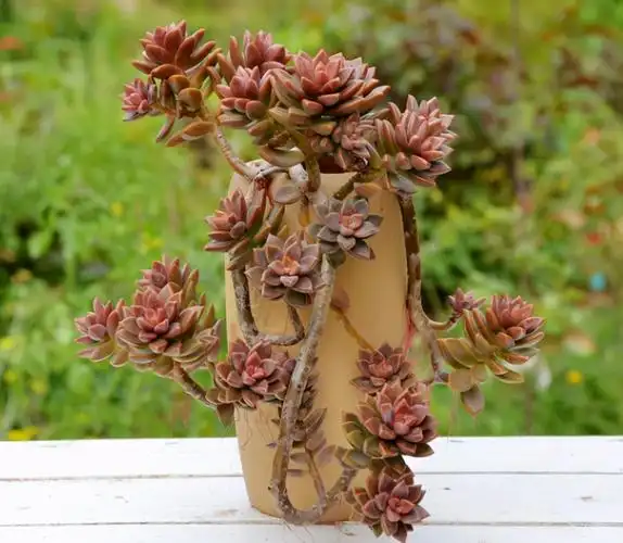 普货姬胧月,价格便宜状态美,掌握养护要点,全年都是