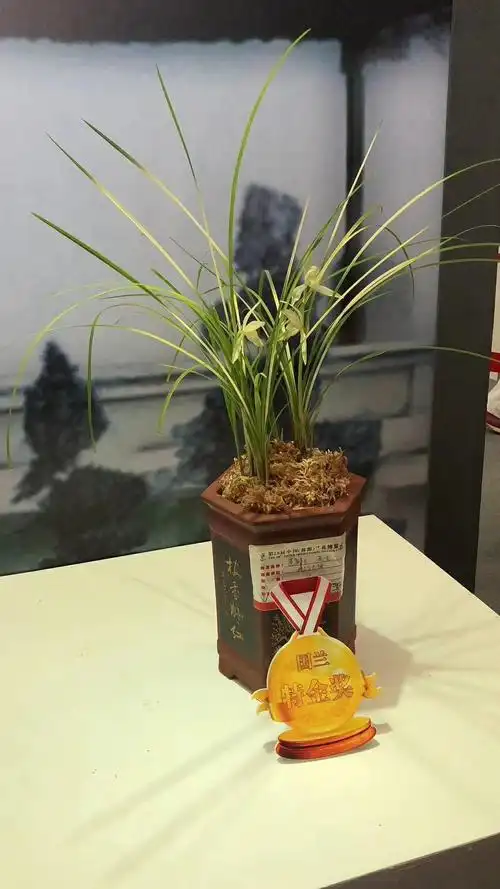 写美篇在兰花博览中心,听得最多的一句话就是:"一亿两千万的那盆兰花