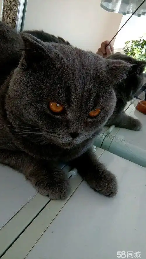 沈阳宠物 沈阳宠物猫 沈阳蓝猫 纯俄罗斯兰猫种公一