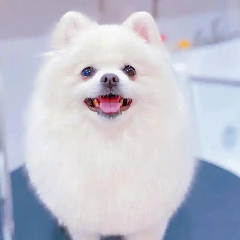 客照:博美造型合集,每只都敲可爱 #博美 #宠物店 #上海宠 - 抖音