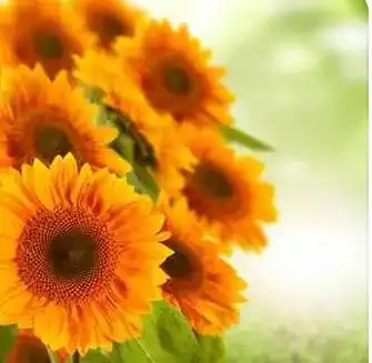 最吉利的花草微信头像图片