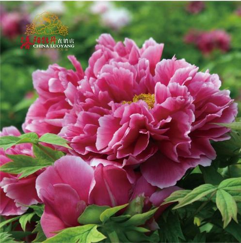 【花王】正宗洛阳精品稀有品种观赏牡丹花苗大棵红庭院地盆栽包邮
