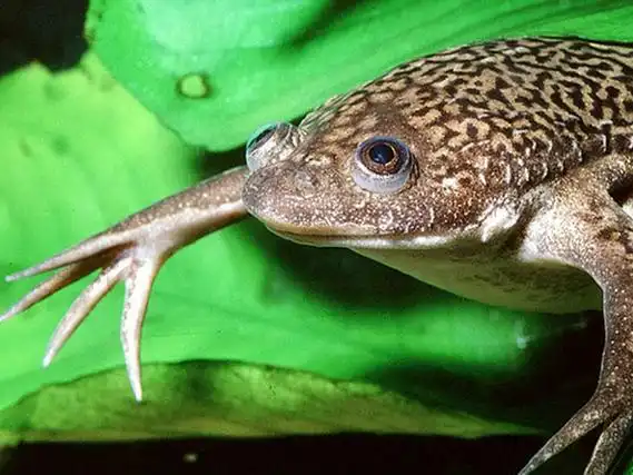 african clawed frog
