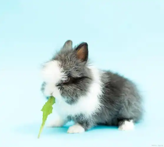 为什么这些小兔子如此可爱