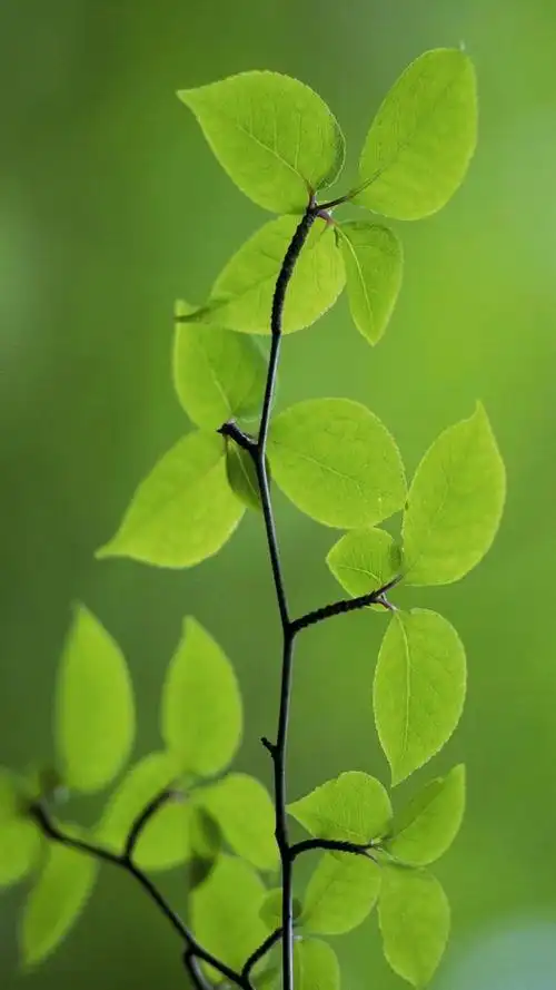 绿色护眼壁纸呵护你的眼睛给你的眼睛做做操