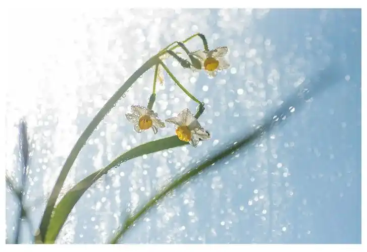 浅谈摄影中的意境表现手法