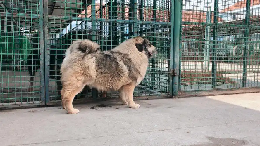 纯种河曲藏獒!#精品堂犬舍