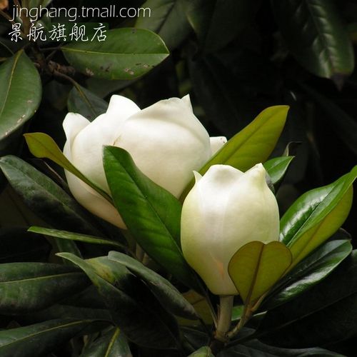 广玉兰 玉兰花树 广玉兰苗 大花玉兰 洋玉兰苗 绿色树 庭院树苗