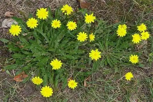 遇见的植物,它具有着很高的药用价值,但是在市场上有真假蒲公英销售