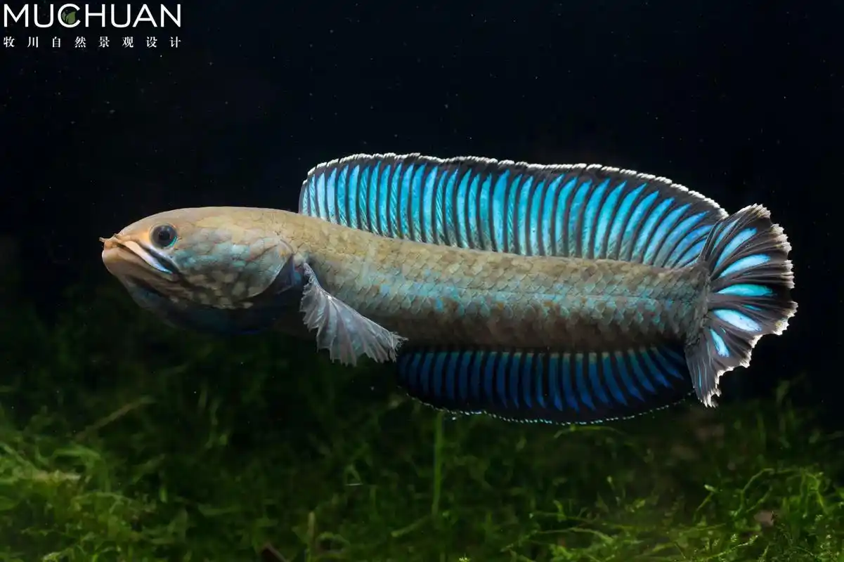 又好久没碰相机了,浅拍一组#观赏鱼 #水族 #雷龙鱼 #雷龙 - 抖音