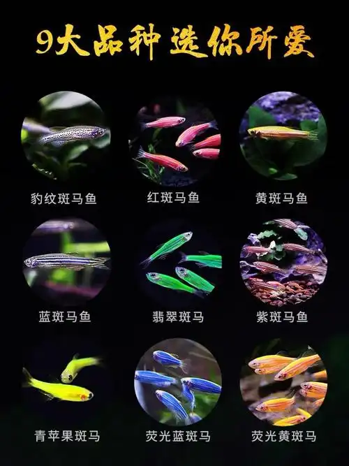 红斑马鱼蓝斑马常温小型活体观赏鱼好养闯缸新手鱼