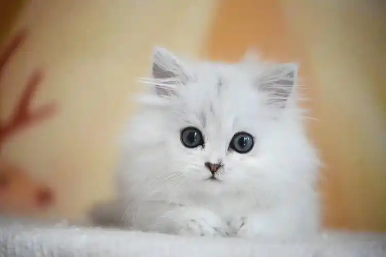 仙女猫金吉拉 幼猫出售 纯种猫咪无病无癣