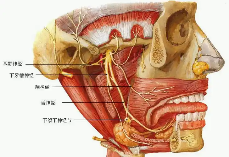 颏部异物取出——"内外兼修" 的艺术
