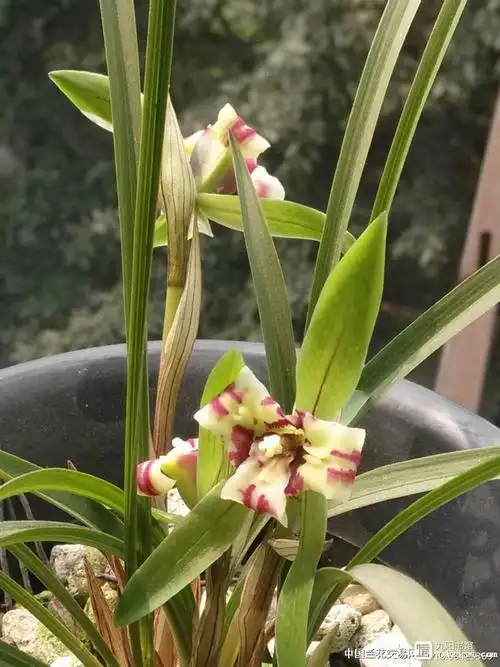 天价兰花鉴赏