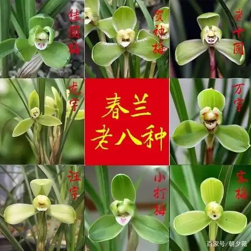 初识兰花,国兰之春兰