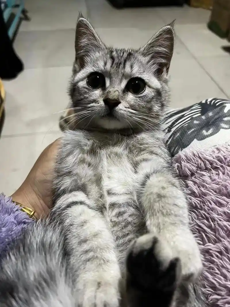 99北京99  花色:虎斑银渐层 性别:男 年 - 抖音