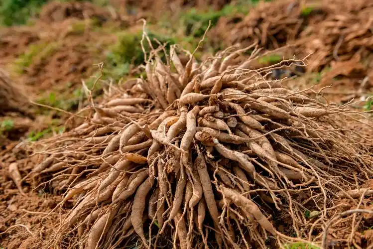 西乡塘区金陵镇科技助力天冬种植增产增收