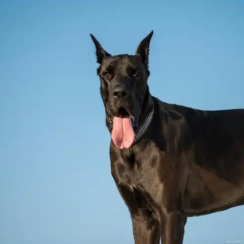 王室及贵族的象征-大丹犬