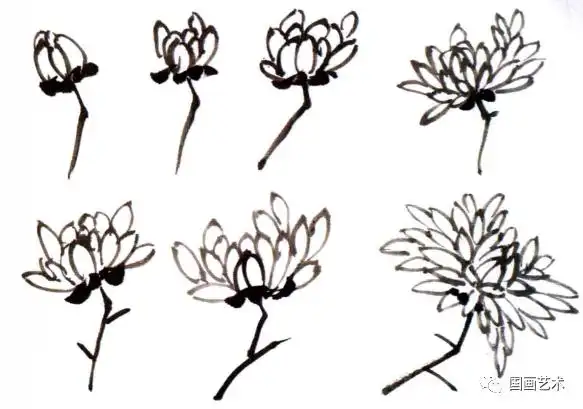 图文教程:写意菊花入门_国画艺术_零二七艺考