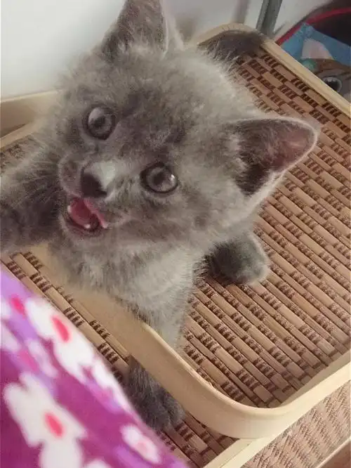 我们的大土妞怎么这么可爱啊#猫咪  #英短蓝猫