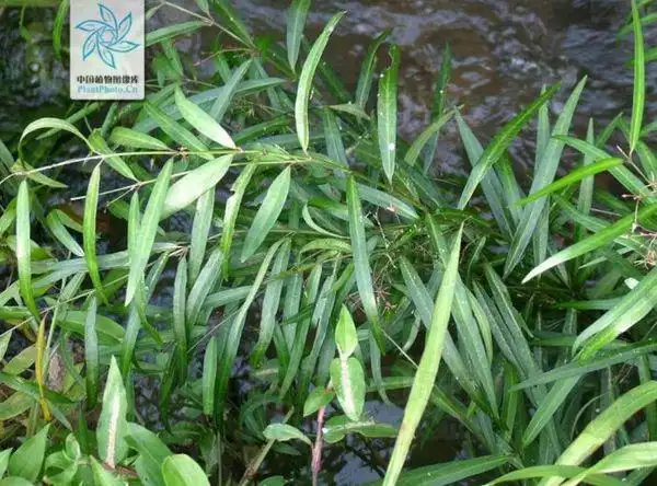 永州话说的:水杨柳草药,长得像柳叶白前,但从不开花结果.