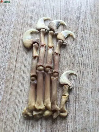 雪豹爪.钩子尺寸35毫米左右.