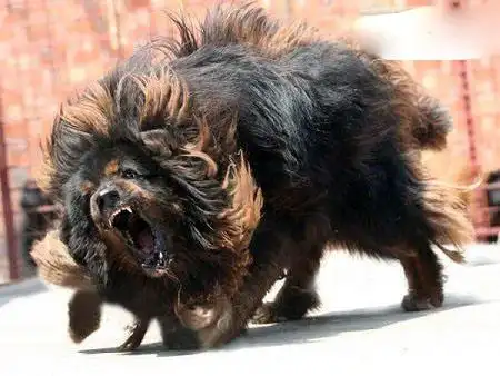 世界上战斗力最强的狗鬼獒与狮子大战