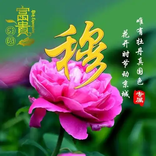 微信头像分享:牡丹花开,富贵团圆