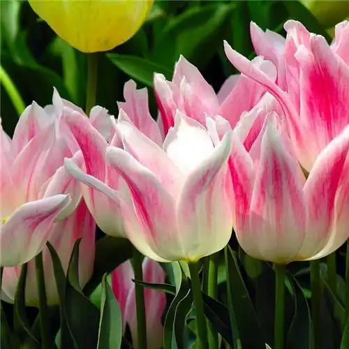 高雅美丽的郁金香花头像图片