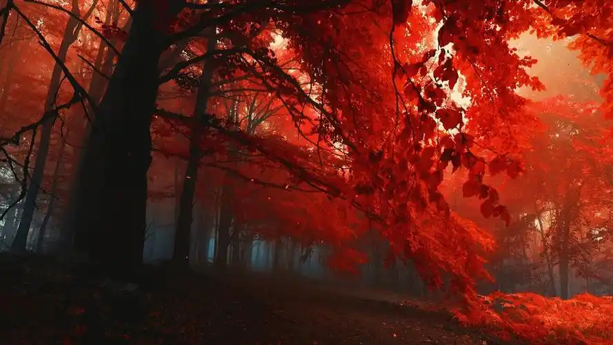 【wallpaper engine】4k高清壁纸分享 红叶_哔哩哔哩_bilibili