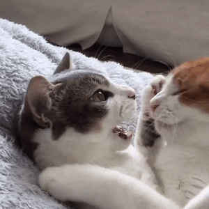 ielts man表情包 - ielts man微信表情包 - ielts manqq表情包 - 发