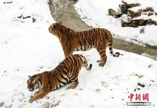 两只老虎跑的快,玩的也很开心. 孙权 摄