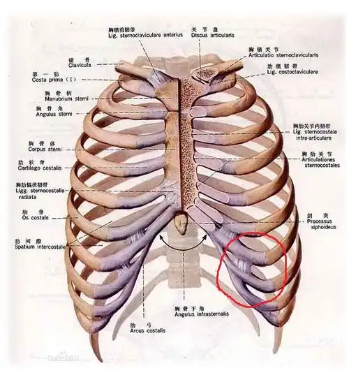 左肋骨最下方痛(就是胃的地方的一块骨头) 看清 是最下方 不是心脏的