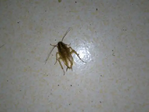 好多像蟑螂样的小虫子怎么彻底消灭