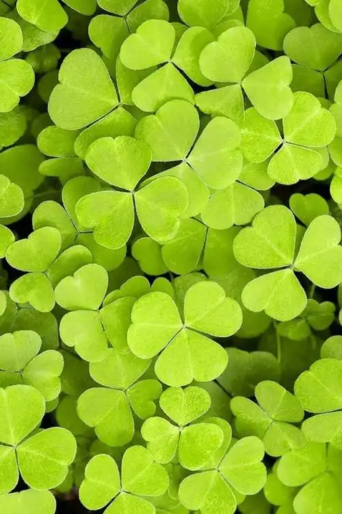 植物# #壁纸# #草木# #背景# #摄影# #绿色